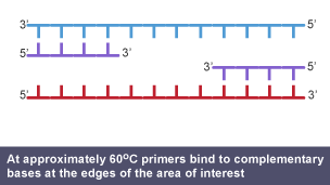 At approximately 60 degrees centigrade primers bind to complementary bases at the edges of the area of interest