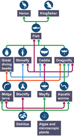 Bottom layer: detritus, algae. Layer 2: midge larva, blackfly, mayfly, aquatic worms. Layer 3: great diving beetle, stonefly, caddis, dragonfly. Layer 4: fish. Top layer: heron, kingfisher.