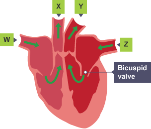 Diagram of the heart and the bicuspid valve