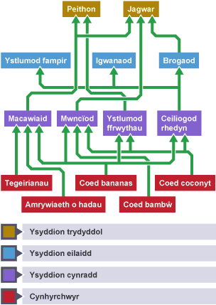 Gwe fwyd nodweddiadol coedwig law wedi’i rhannu’n bedwar cam.