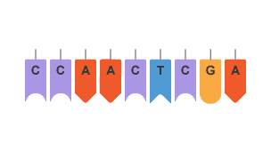 Diagram showing a type of mutation that can arise in DNA, namely Deletion