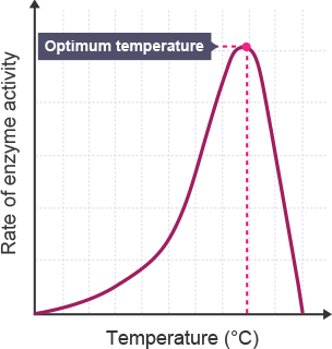 Y axis: enzyme activity. X axis: temperature, centigrade.  Plotted line climbs slowly until about half way on x axis. Climbs steeply to optimum temperature then falls steeply to 0.