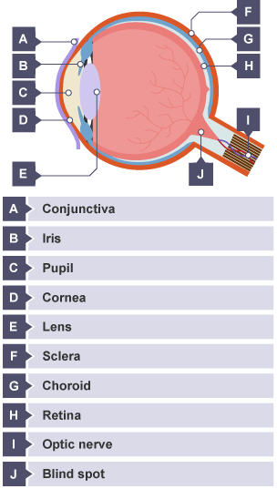 A cross section of the human eye, labelled.