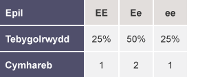 Tabl gyda rhesi wedi’u labelu fel Epil, Tebygolrwydd a Cymhareb EE, 25%, 1. Ee, 50%, 2. Ee, 25%, 1