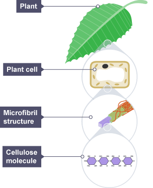 glucose in plants