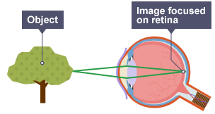 A diagram of an eye looking at a tree - Light from the tree goes into the eye and the lens focuses it on the back of the eyeball.