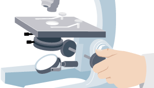 Investigating cells with a light microscope