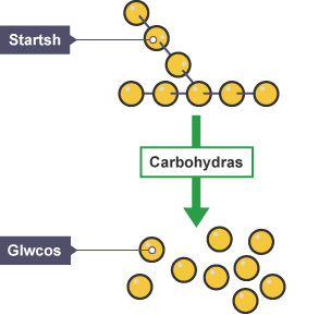 Diagram yn dangos moleciwlau startsh yn cael eu dadelfennu gan yr ensym carbohydras o gadwyn hir o foleciwlau wedi'u rhwymo â'i gilydd i ffurfio moleciwlau glwcos unigol.