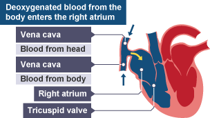heart bbc system bitesize gcse circulatory blood human functions