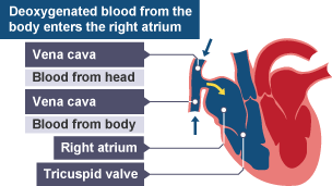 BBC Bitesize - GCSE Biology (Single Science) - The circulatory system