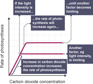 Graph demonstrating how several factors may work to limit photosynthesis