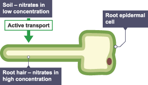 A diagram of the root epidermal cell