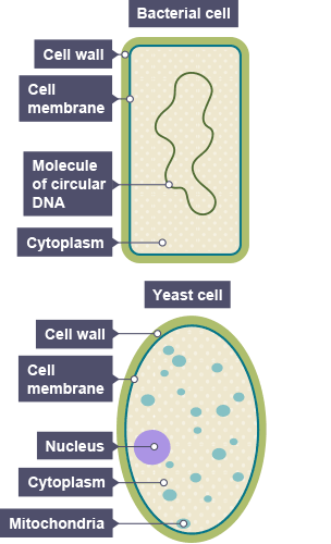 The component parts of bacterial and yeast cells. The bacterial cell has a cell wall, cell membrane, molecule of circular DNA and cytoplasm. The yeast cell has cell wall, cell membrane, nucleus, cytoplasm and mitochondria.