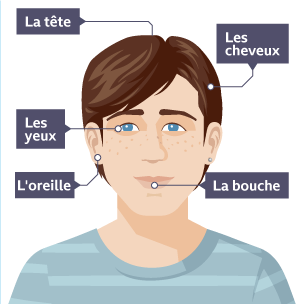 The head and facial features in French