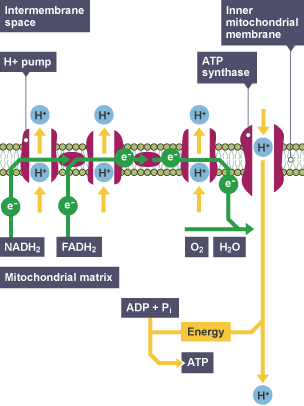 Transport chain diagram