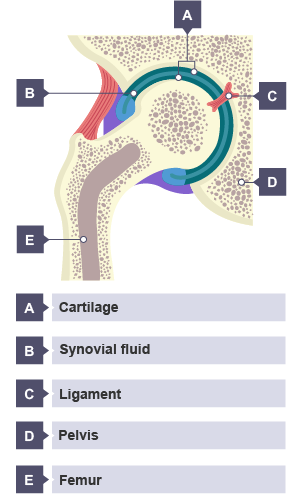 Muscles - Skeletal and muscular systems - 3rd level Science Revision - BBC  Bitesize