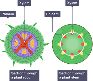 An infographic of the inside of a stem and a root, showing the xylem and phloem cells next to each other