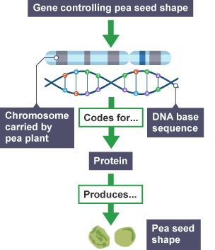 A gene controlling pea seed shape with arrow pointing to chromosome carried by the pea plant and the DNA sequence based.  Codes for protein produces pea seed shape.