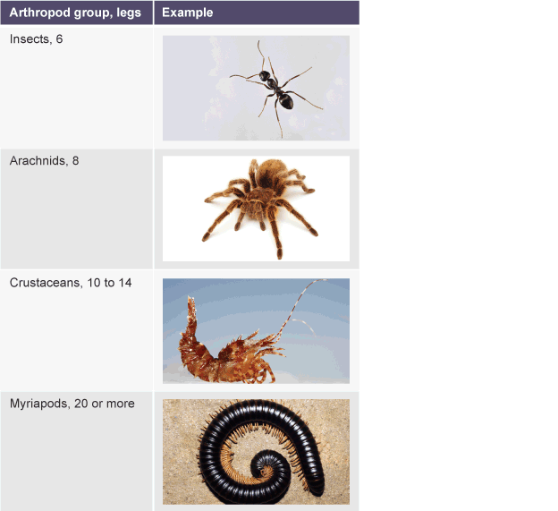 Arthropod groups and number of legs. Insects have 6 legs. Arachnids have 8 legs. Crustaceans have 10 to 14 legs and myriapods have at least 20 legs