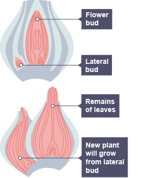 Cross-section of two bulbs.  The first shows the flower bud and a small lateral bulb beside it.  The second shows the same bulb at a later date, with the remains of leaves at the top of the flower bud and and a larger lateral bulb from which the new plant will grow.