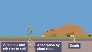 Stage four of the nitrogen cycle. The cow dies. Ammonia and nitrates in soil. Adsorption by plant roots.