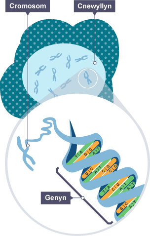 Diagram o gnewyllyn gyda darlun agosach o enyn sy’n dangos y cromosom