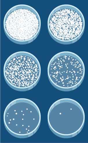 Six petri dishes from above. The first has two grains, their contents gradually grows, the sixth is full