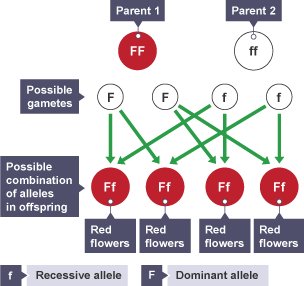 Diagram showing the inherited characteristics in peas