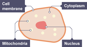 Sites of gamete production in mammals - Reproduction - National 5 ...