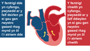 Fentrigl dde yn cyfangu a'r falf deirlen yn cau i rwystro gwaed rhag fynd yn ôl i'r atriwm dde. Fentrigl chwith yn cyfangu a'r falf ddwylen yn cau i rwystro gwaed rhag fynd yn ôl i'r atriwm chwith.