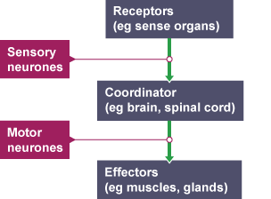 Diagram summarising how information flows from receptors to effectors in the nervous system.