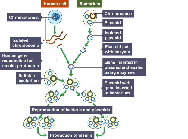 Diagram Of Stages Of Genetic Engineering