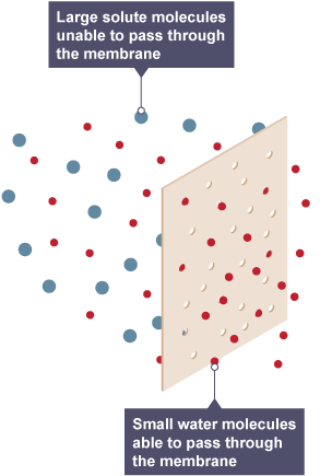 Diagram of a selectively permeable membrane. Large solute molecules (coloured blue) are unable to pass through the membrane. Small water molecules (coloured red) are able to pass through the membrane.