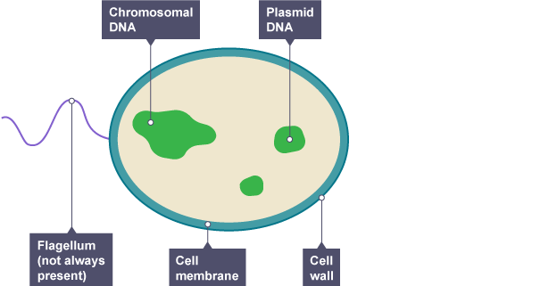 bacterial cell under microscope labeled