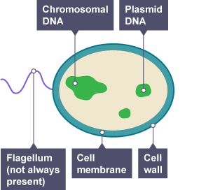 diagram of a bacteria cell - the flagellum is like a tail which allows the cell to move