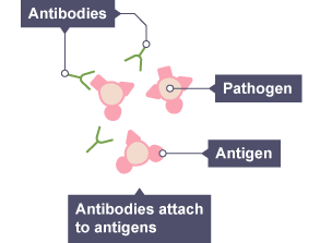 Diagram showing how antibodies attach themselves to antigens