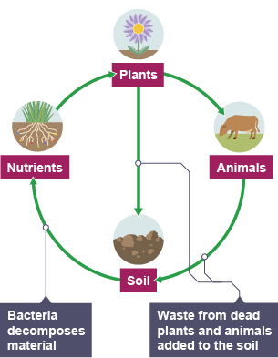 The nutrient cycle.