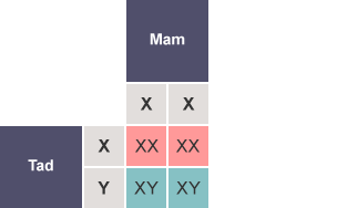 Tabl gyda’r rhesi wedi’u labelu fel Tad (X, Y) a'r colofnau wedi’u labelu fel Mam (X, X). Mae holl gelloedd y tabl yn cynnwys XX, XX, XY ac XY