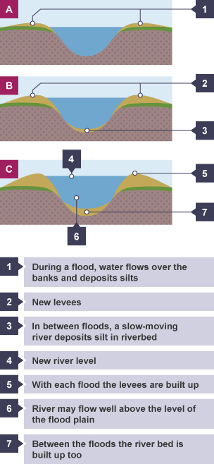 During a flood, water flows over the banks and deposits silt. In between floods, the river flows more slowly depositing material such as silt on the river bed, and onto the levees.