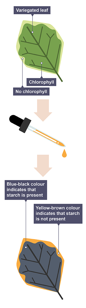 Starch test for chlorophyll