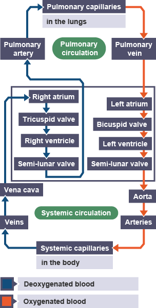 Pulmonary circulation - the right-hand side collects deoxygenated blood, pumping it to the lungs; Systemic circulation - the left-hand side collects oxygenated blood, pumping it round the body.