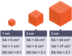 A table showing the volume of ratios