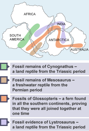 Map supporting Wegener's theory, showing all the continents of the world merged together, including the regions where fossil remains of land animals have been discovered.