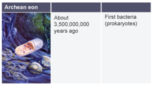 Archean eon. About 3,500,000,000 years ago: the first bacteria appeared (prokaryotes).