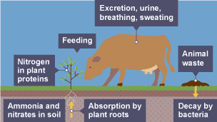 Stage three of the nitrogen cycle. Cow feeding on plant.  Cow is excreting,breathing and sweating.  His waste products decay through bacteria.