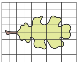 Leaf on graph paper