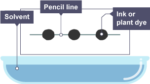 A pencil line is drawn across a sheet of chromatography paper and spots of ink or plant dye are placed along it. The paper is held above a basin containing solvent.