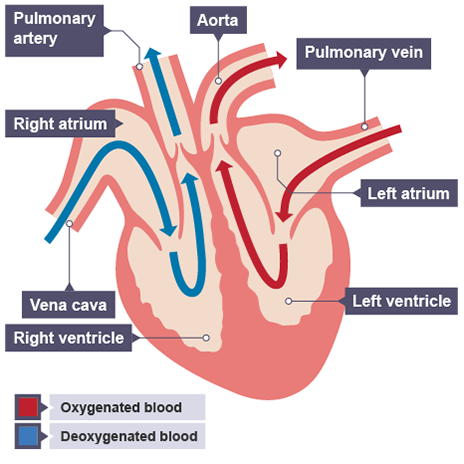 Carry deoxygenated blood to the deals heart