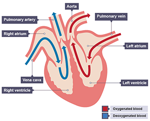 Carry deoxygenated blood to shop the heart