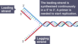 The leading strand is synthesised contnuously in a 5' to 3'. A primer is needs to start replication.